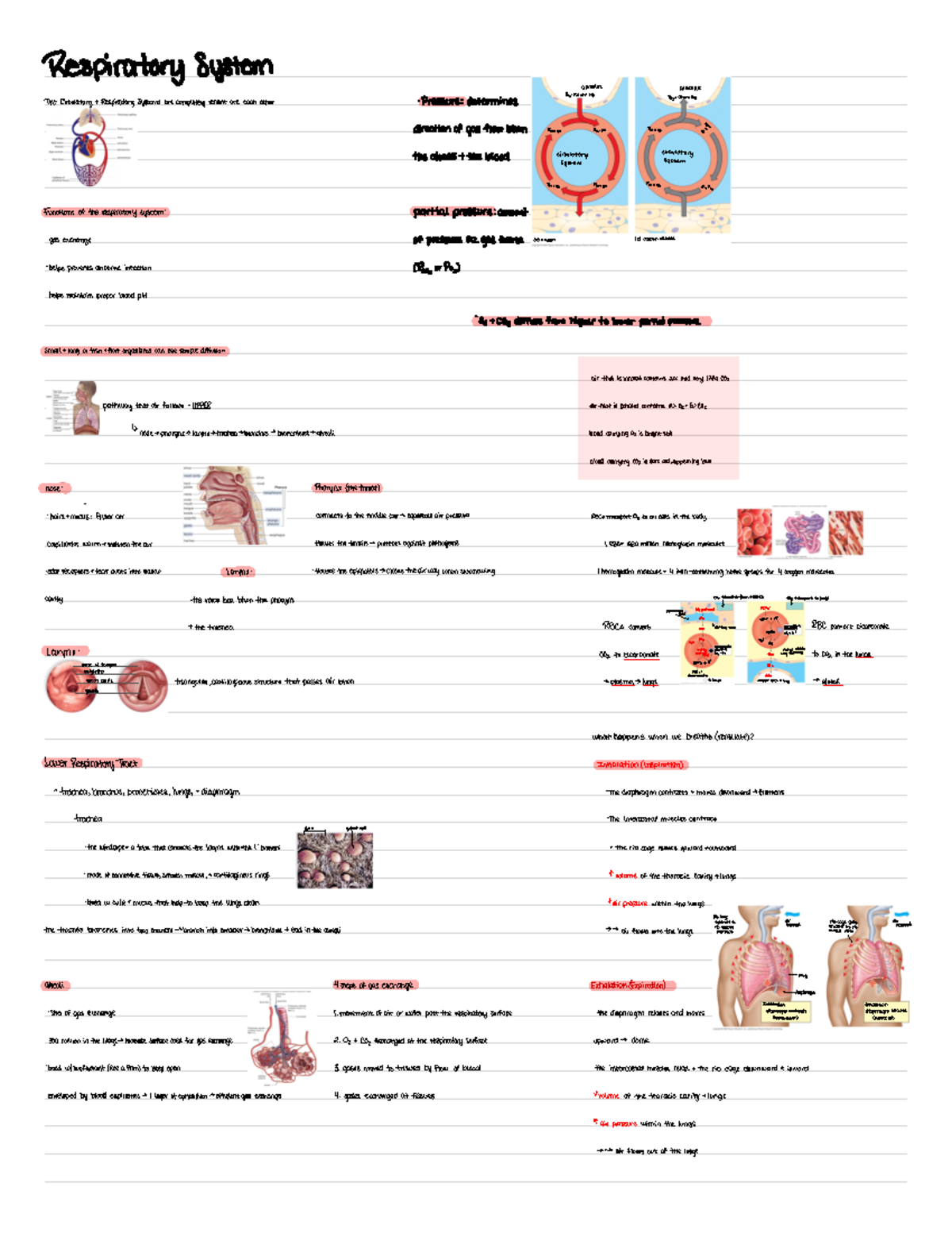 Respiratory system - gas exerts (as oxygen (b) carbon dioxide helps ...