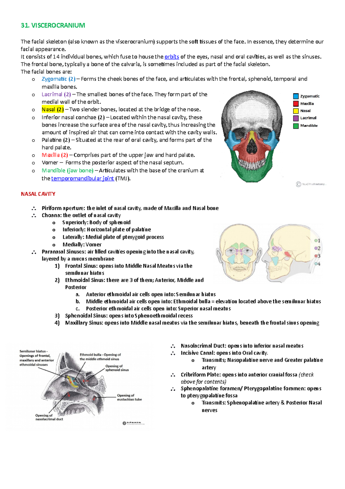 Viscerocranium and its contents - 31. VISCEROCRANIUM The facial ...