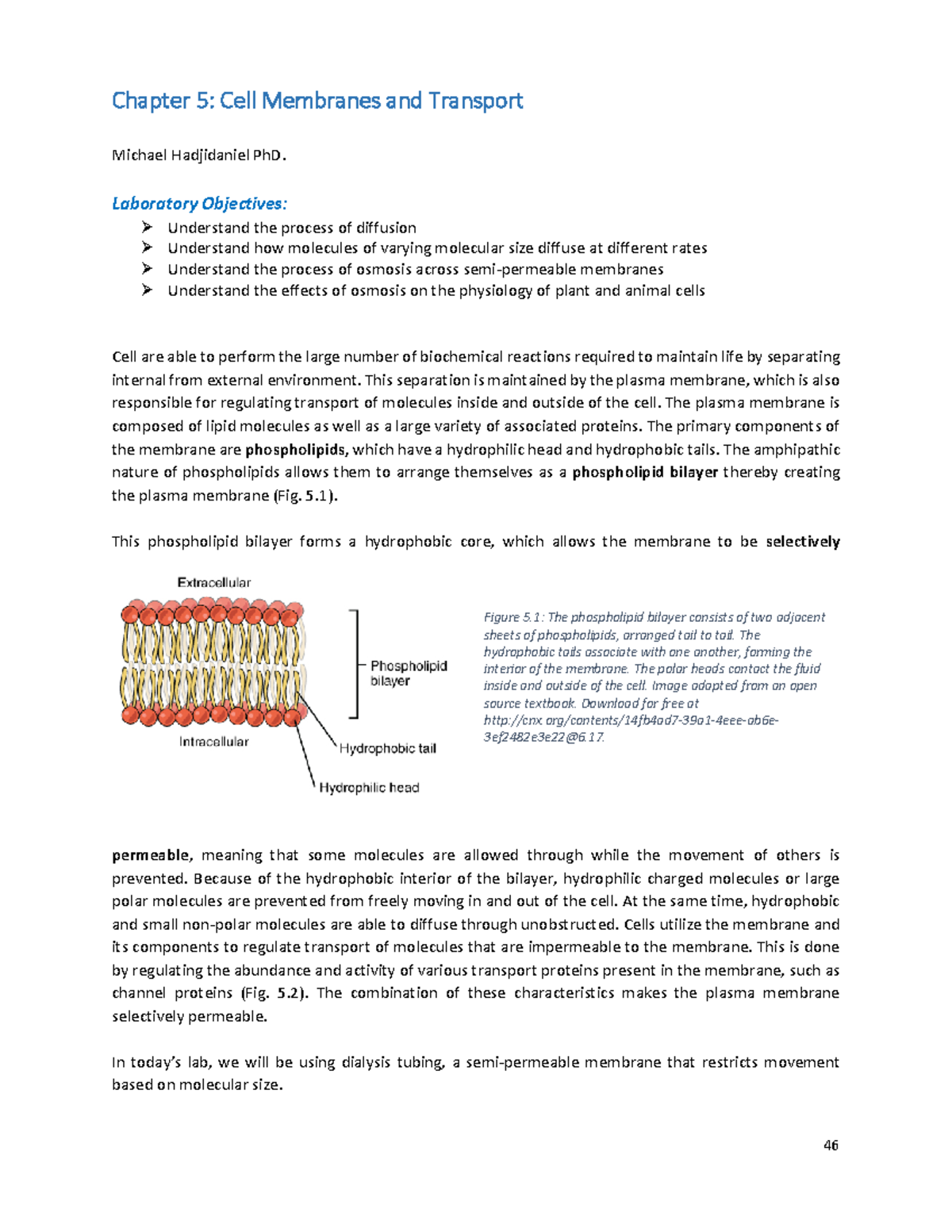 Bisc220 week5 cell membrane - Chapter 5 : Cell Membranes and Transport ...