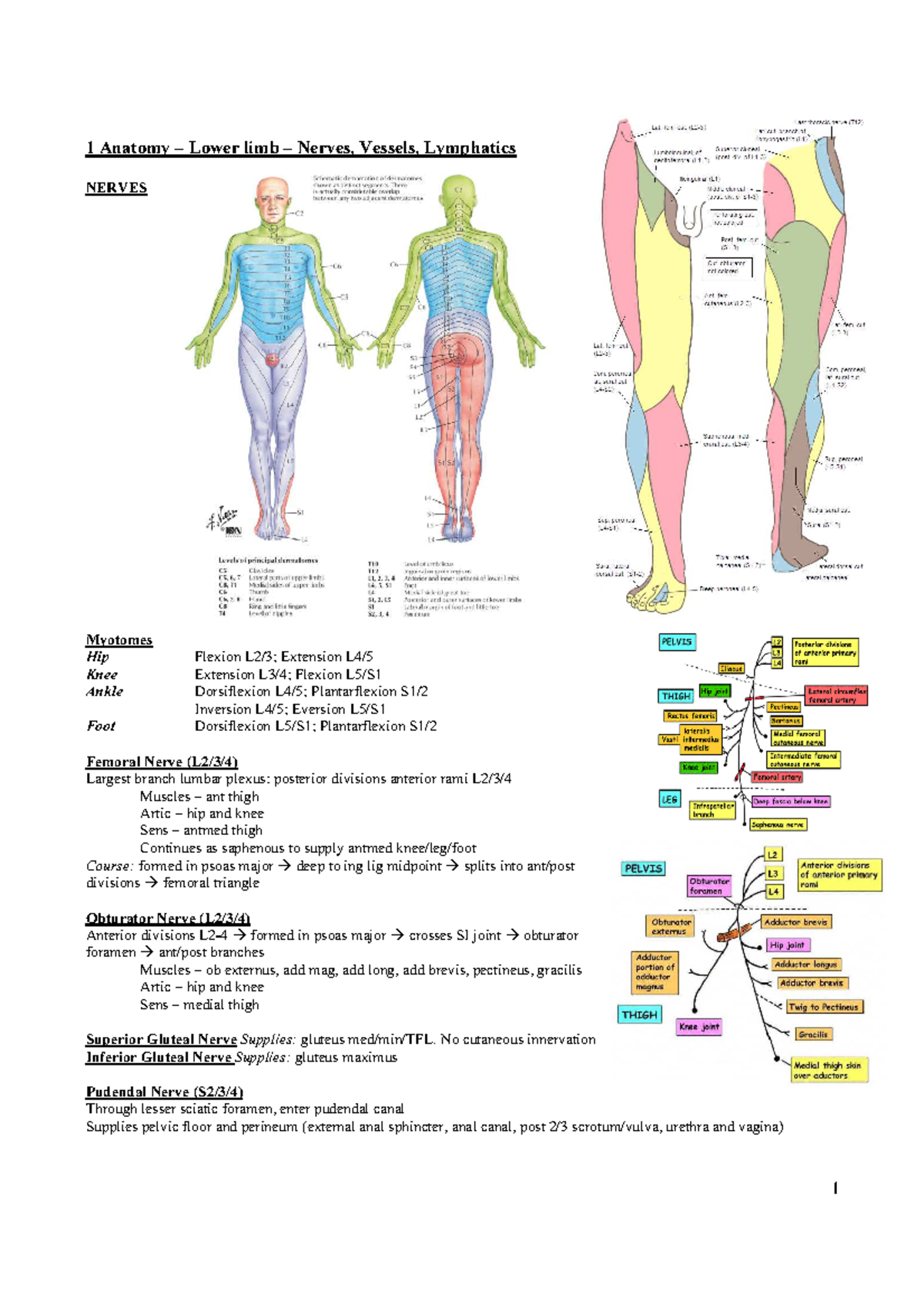 Anatomy Lower Limb Nerves Vessels Lymphatics - 1 1 Anatomy – Lower limb ...