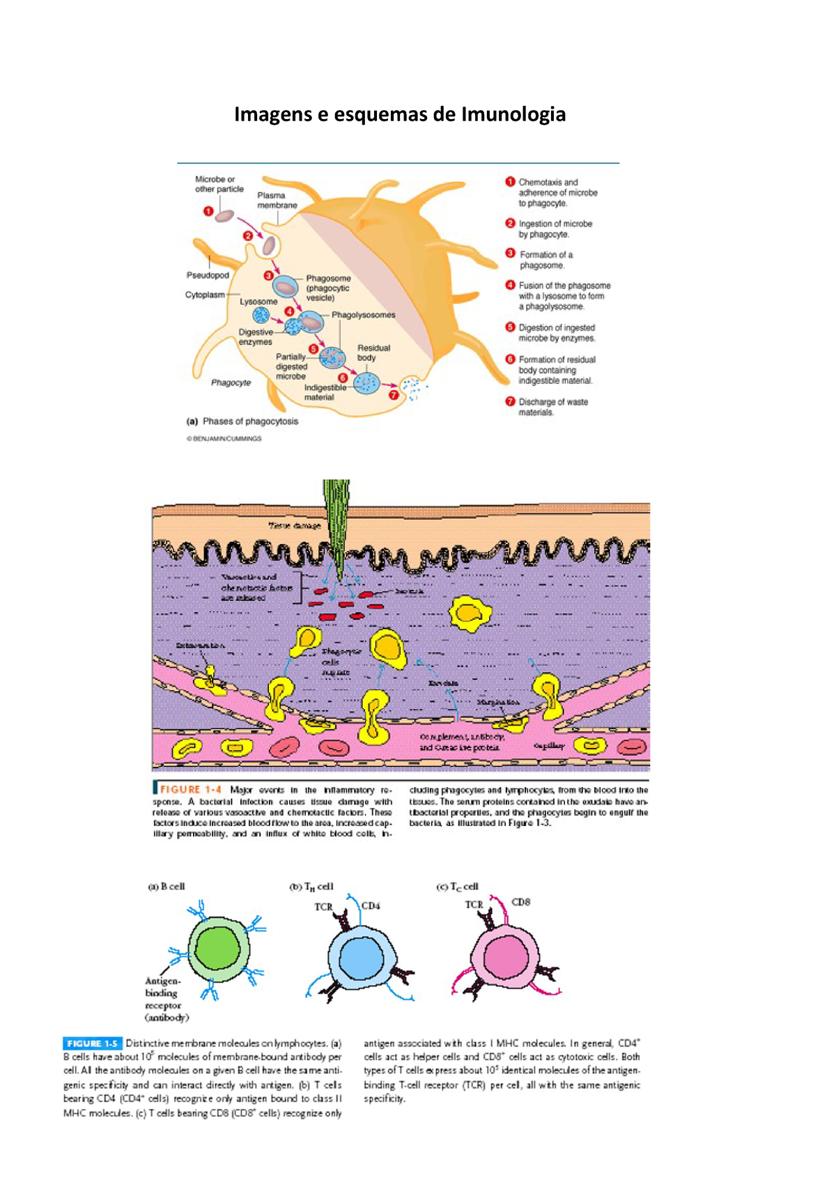 Imagens E Esquemas De Imunologia - StuDocu