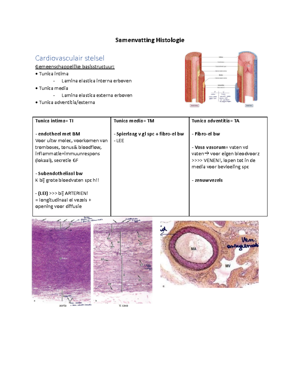 Samenvatting Cardiovasculairstelsel Histologie - Samenvatting ...