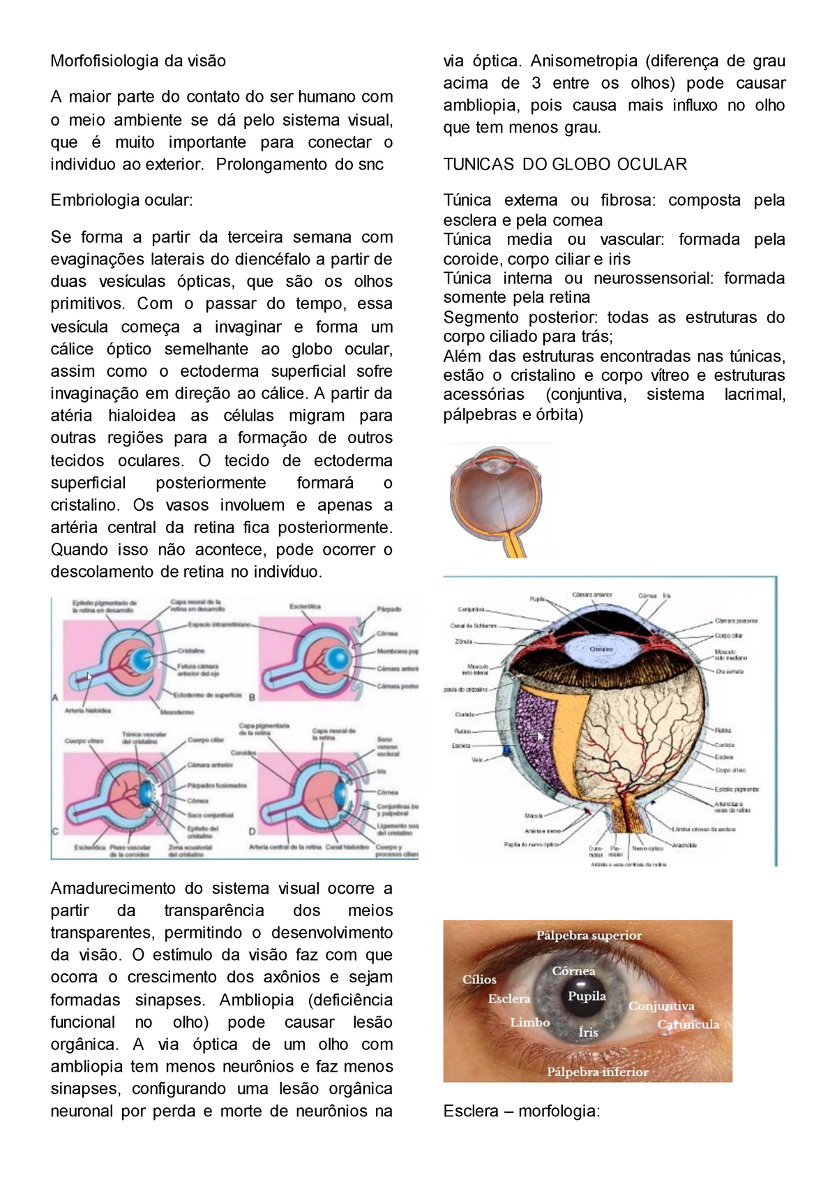 Morfofisiologia Da Visão   Resumo De Aula   Morfofisiologia Da Visão A