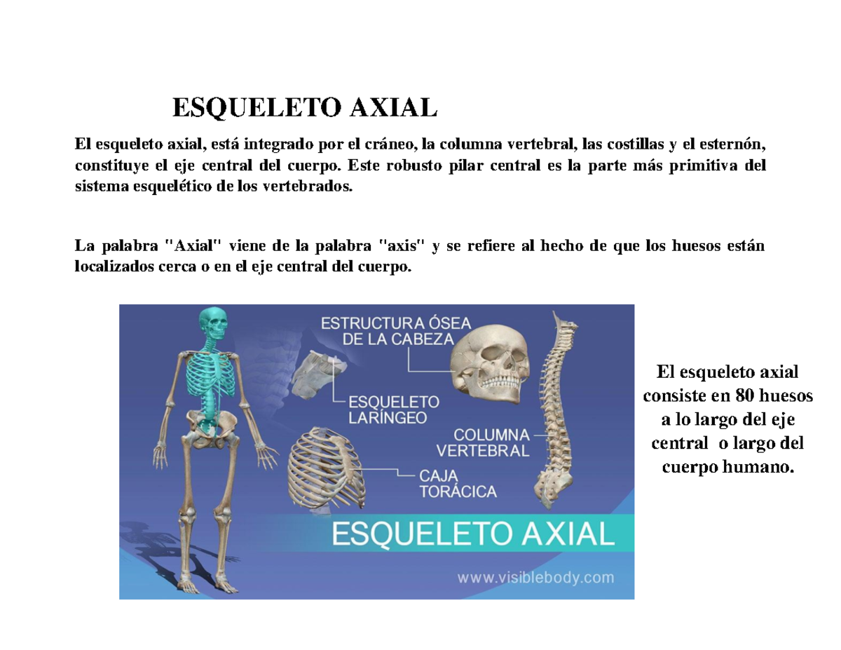 Esqueleto Axial - ESQUELETO AXIAL El esqueleto axial, está integrado