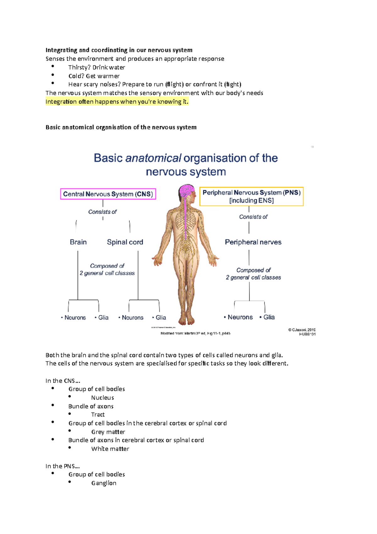 Lecture 15 - Cells and organisation of the nervous system - Integrating ...