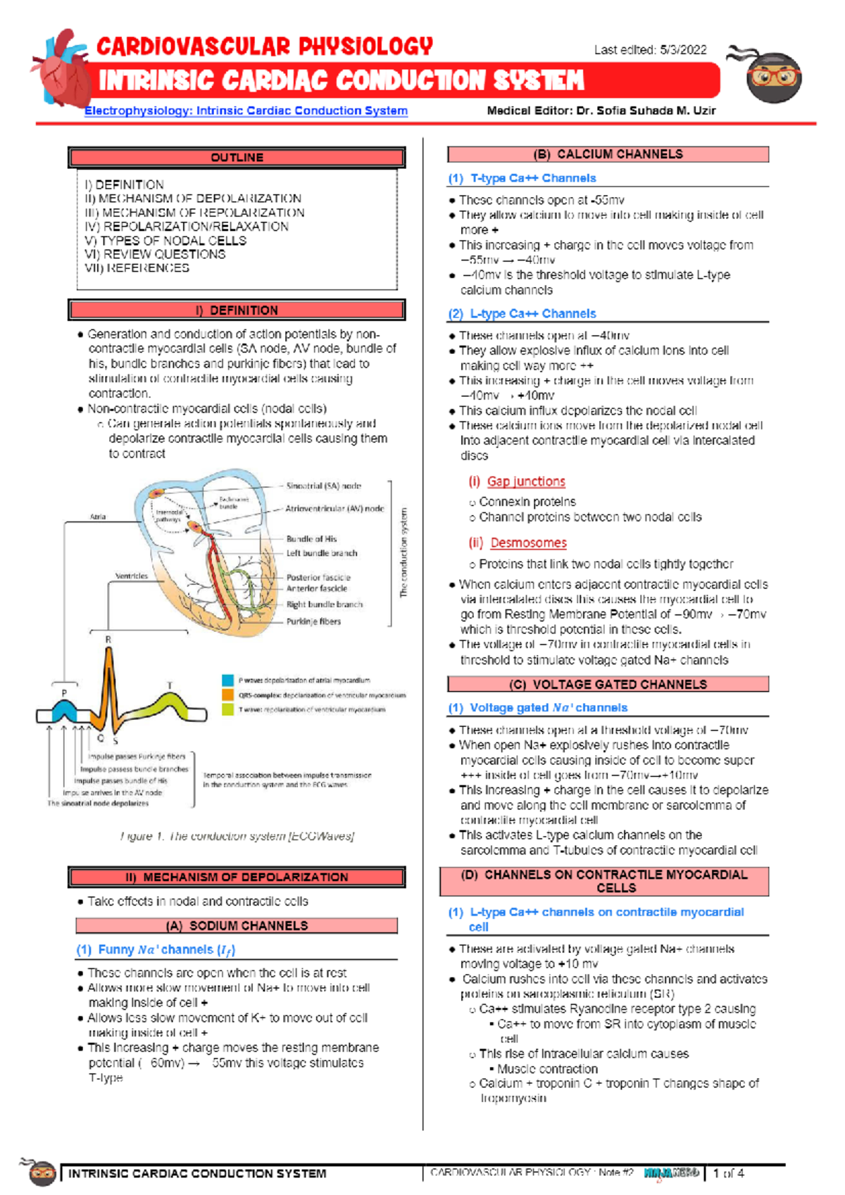 Cardiovascular-Conducting system - HSC 215 - CMU - Studocu