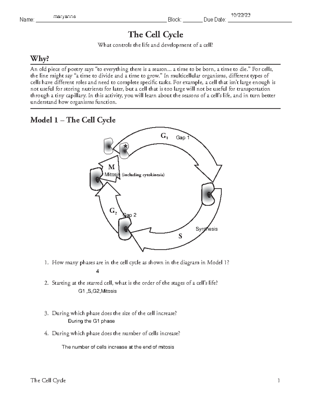 Cell cycle Pogil - homework - The Cell Cycle 1 The Cell Cycle What ...