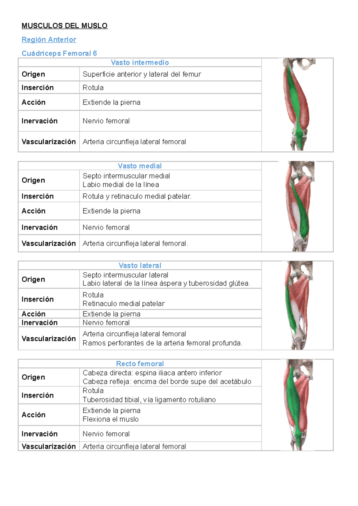 Musculos Muslo