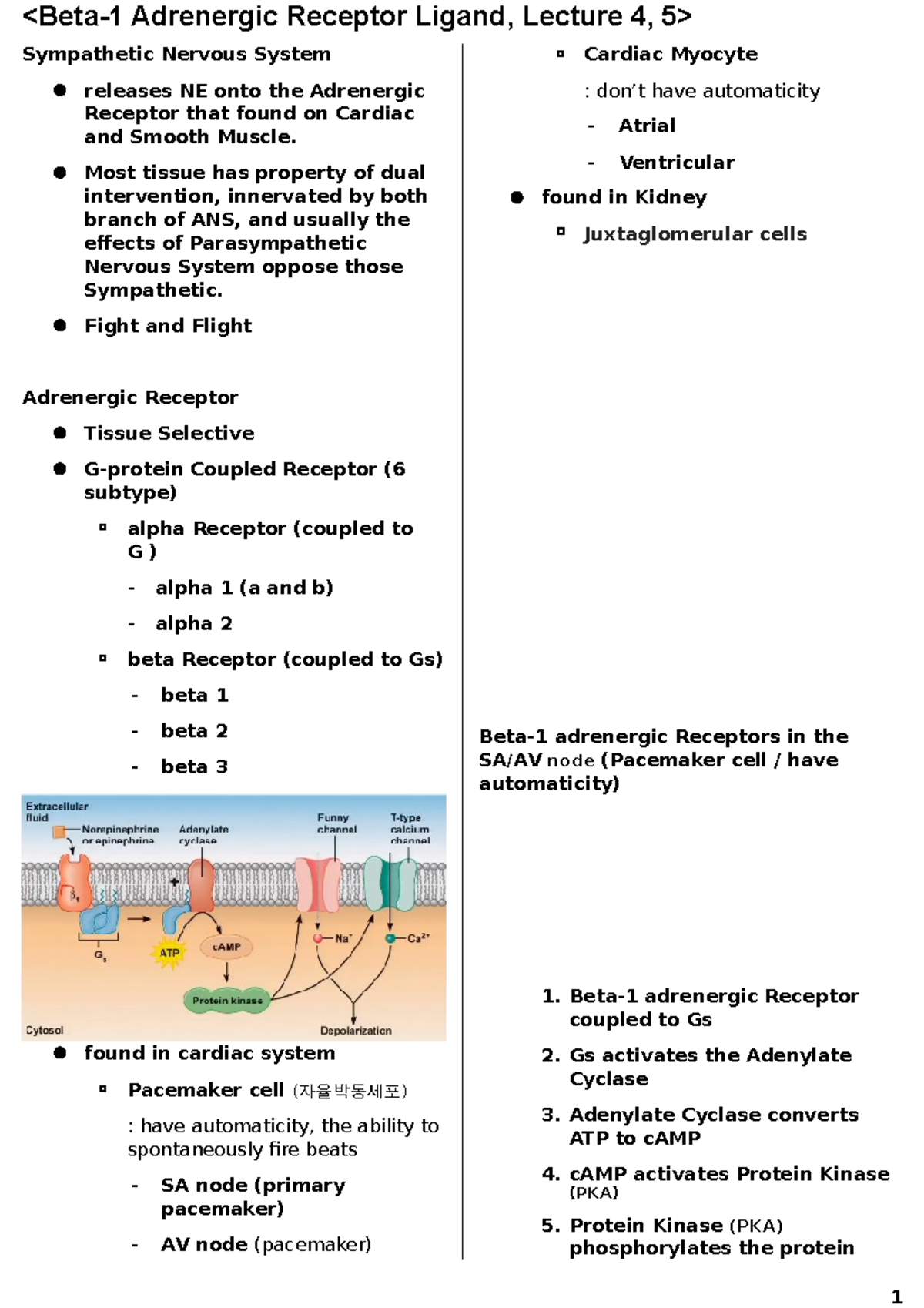 Pharmacology I Beta1 Adrenergic Receptor ligands (lecture 4, 5