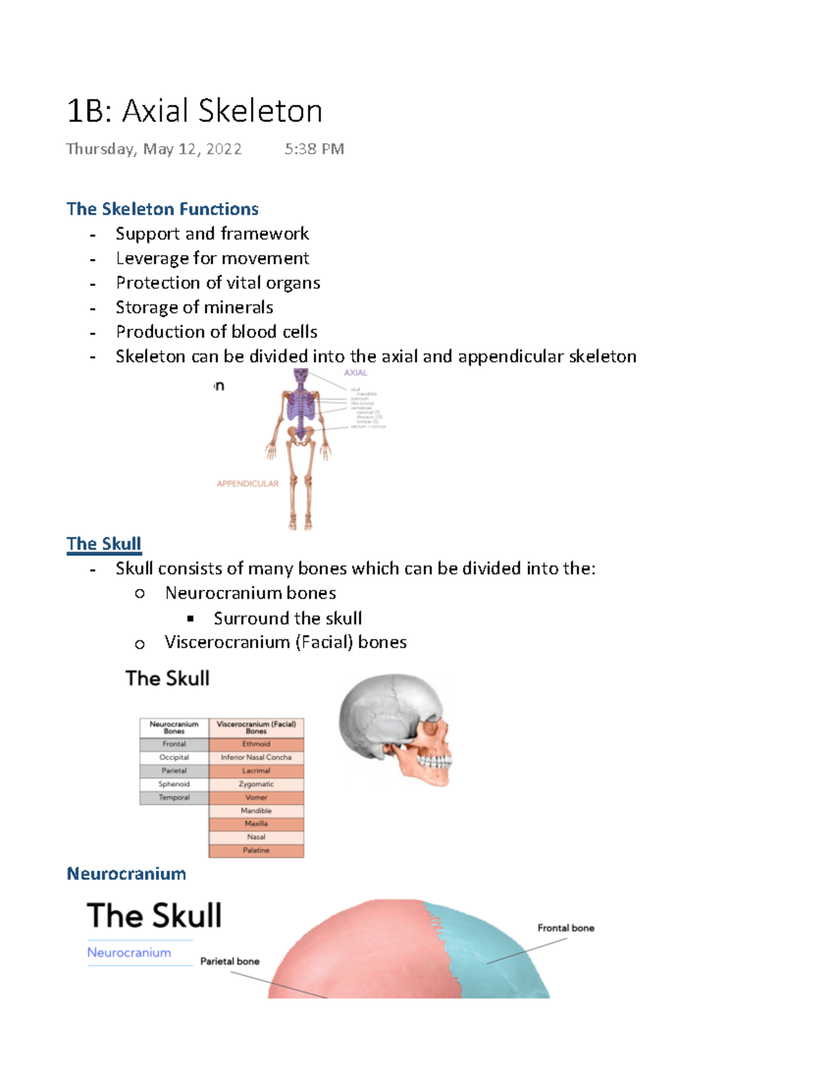 1B Axial Skeleton - The Skeleton Functions - Support And Framework ...