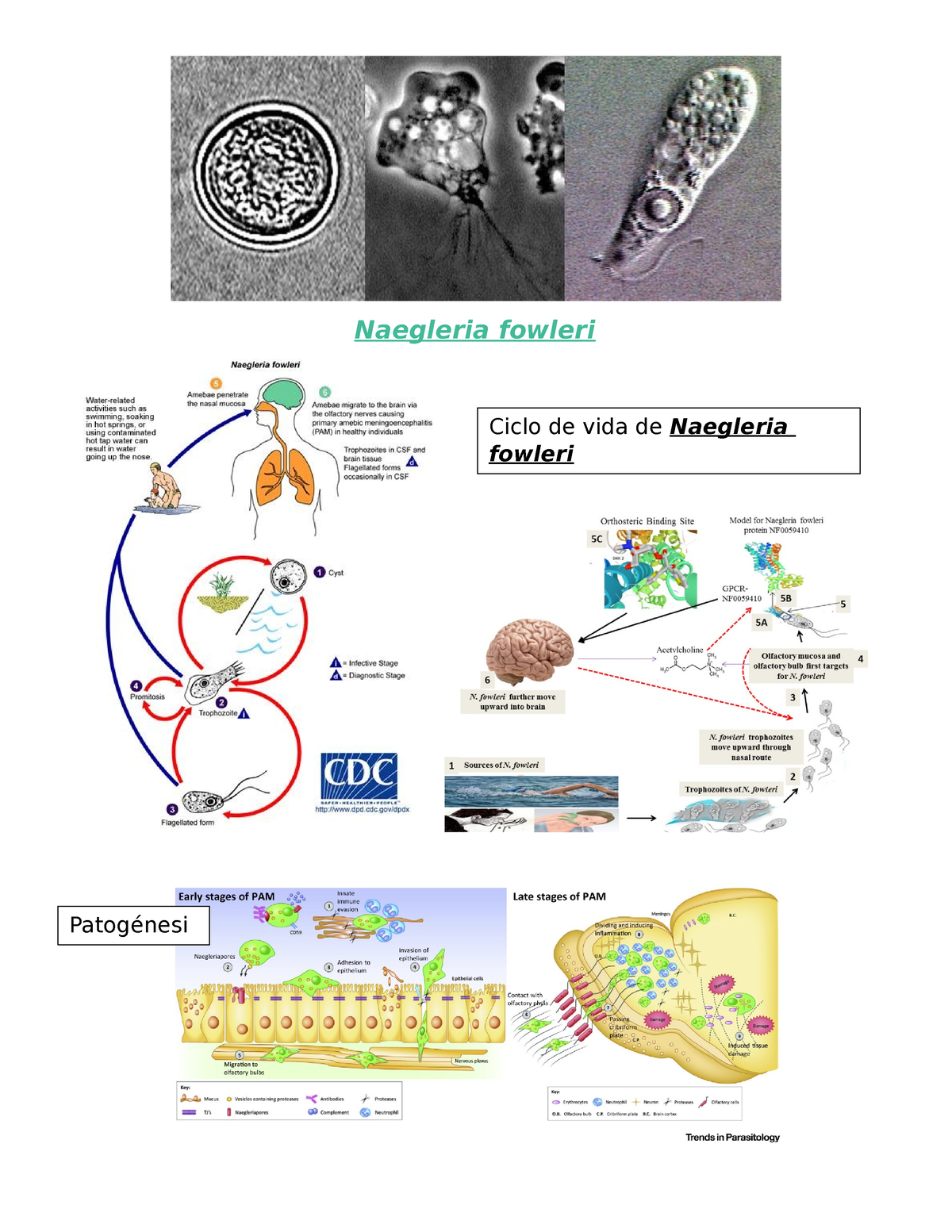 Naegleria Fowleri - Ficha Informativa - Naegleria Fowleri Ciclo De Vida ...