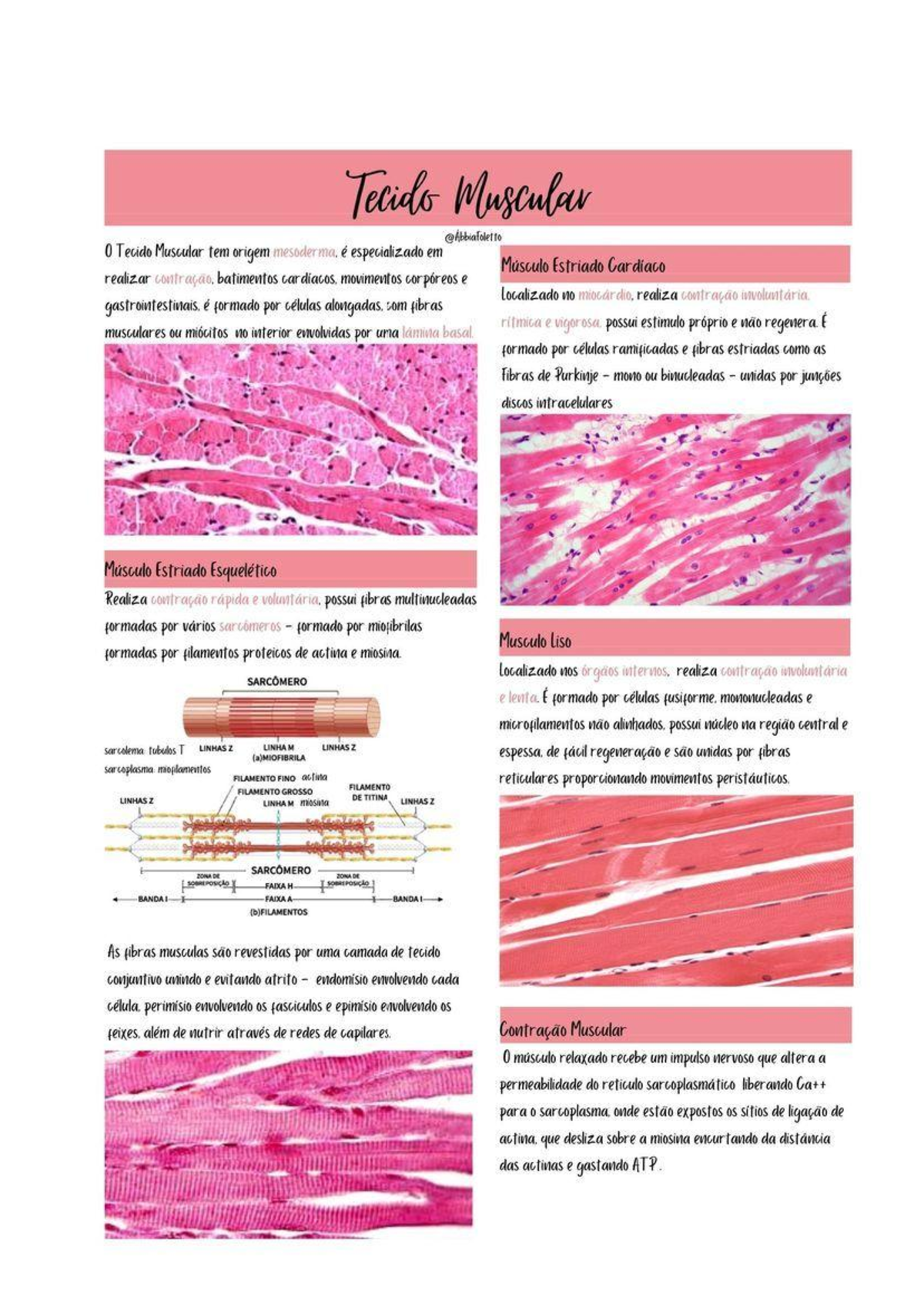 Resumo tecido muscular - Tecids Muscular 0 Tecido Muscular tem origem ...