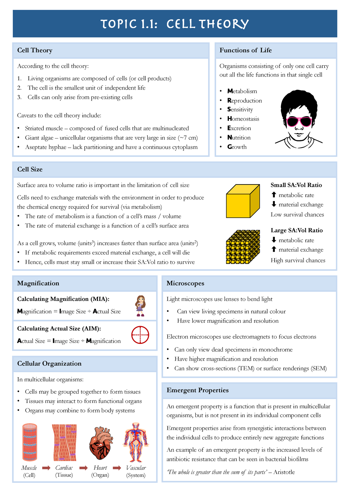 1.1 Cell Theory - Summary of one topic specificaly of the generalised ...