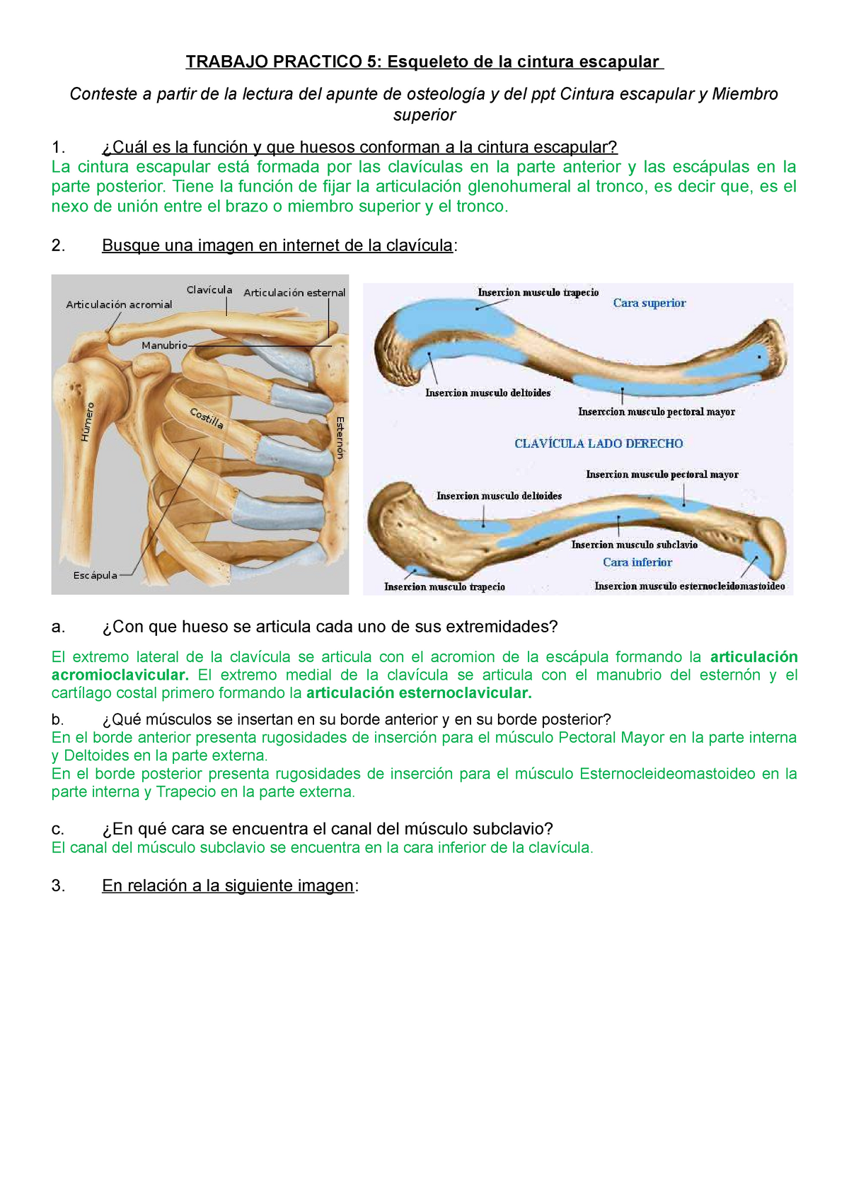 cintura escapular - Apuntes de Anatomía