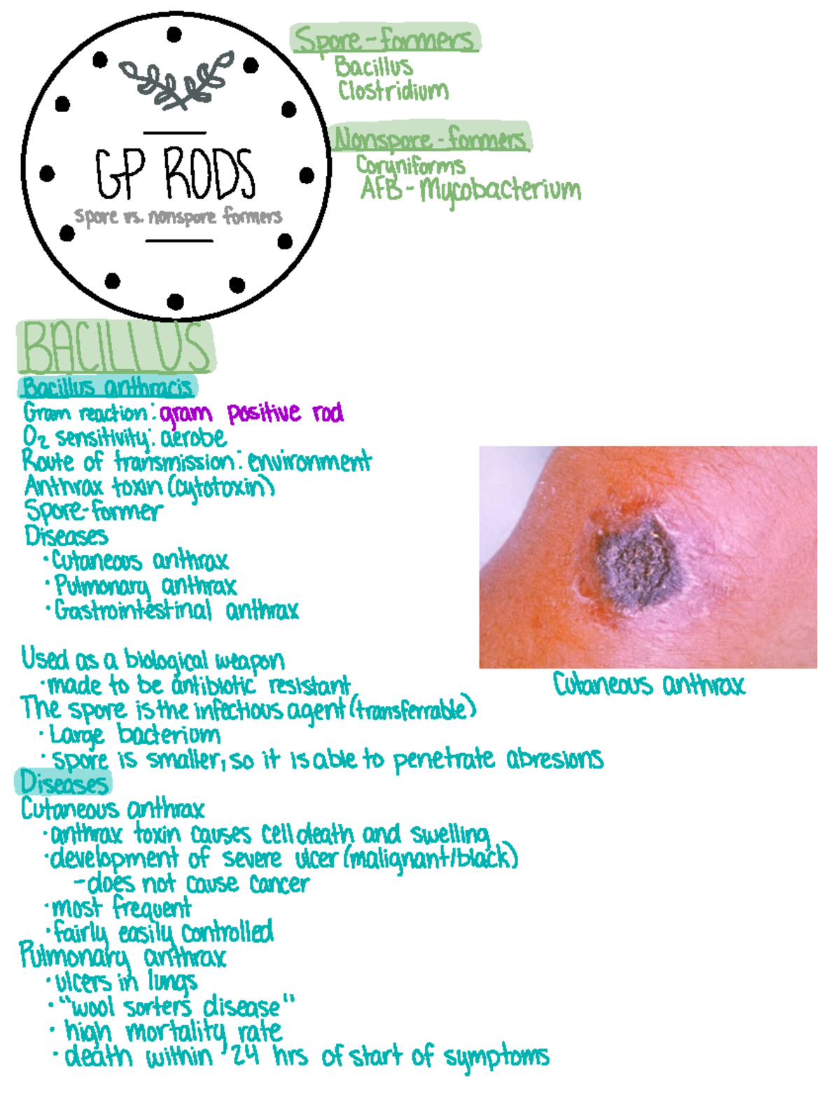 Gram Positive Rods - Spoggiffrmers Clostridium GP RODS ...