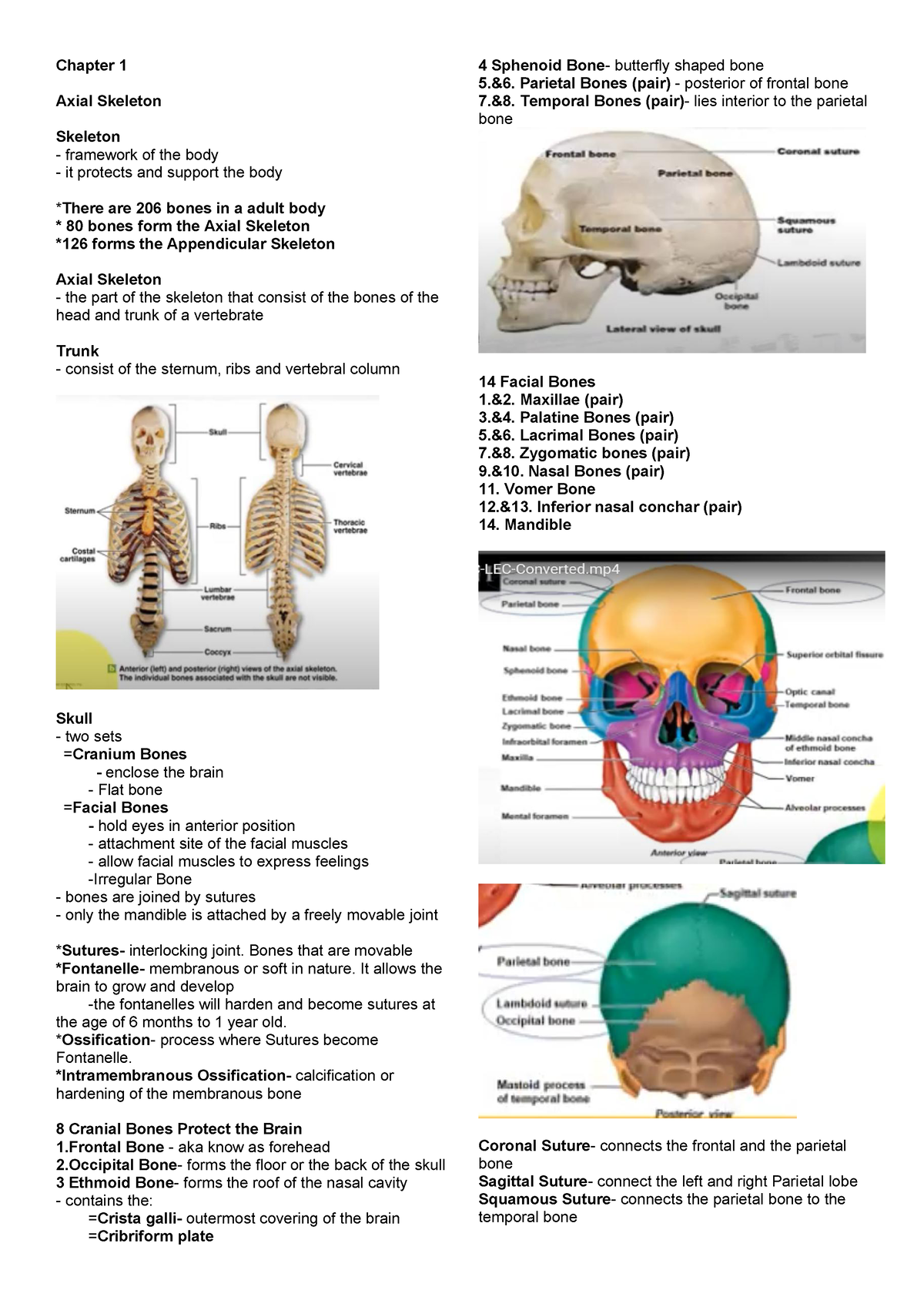 Anatomy AND Physiology - Chapter 1 Axial Skeleton Skeleton framework of ...