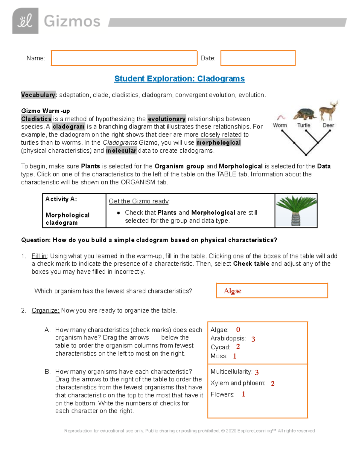 Making Cladograms Answer Key