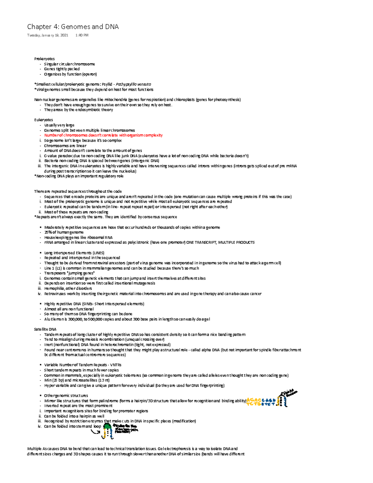 Chapter 4 - Lecture notes 4 - WƌŽŬĂƌLJŽƚĞƐ ^ŝŶŐƵůĂƌ ĐŝƌĐƵůĂƌ ĐŚƌŽŵŽƐŽŵĞ ...