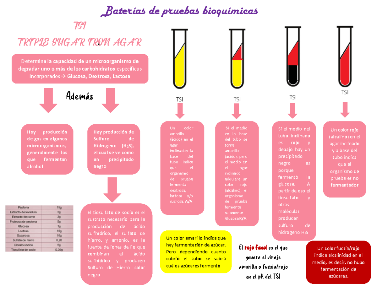 Baterias Bioquimicas Identificaci N De Bater As Bioqu Micas A Bater As De Pruebas