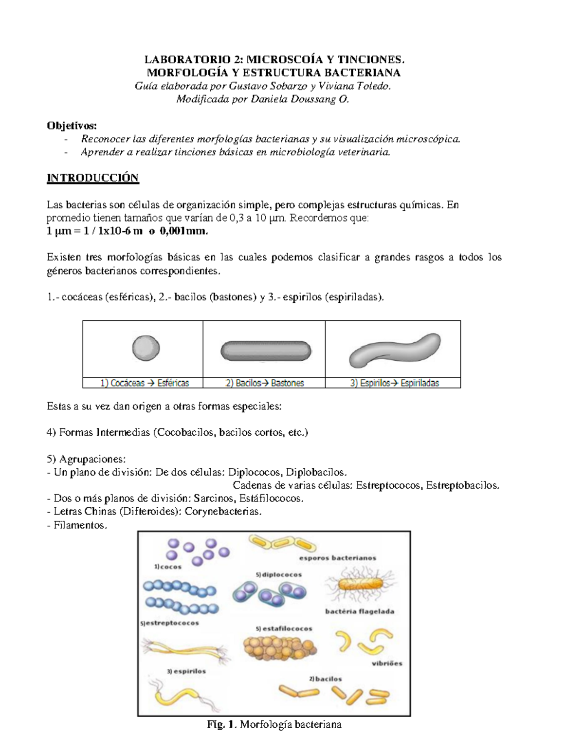 LAB 6 Morfología Y Tinciones Bacterianas - LABORATORIO 2: MICROSCOÍA Y ...