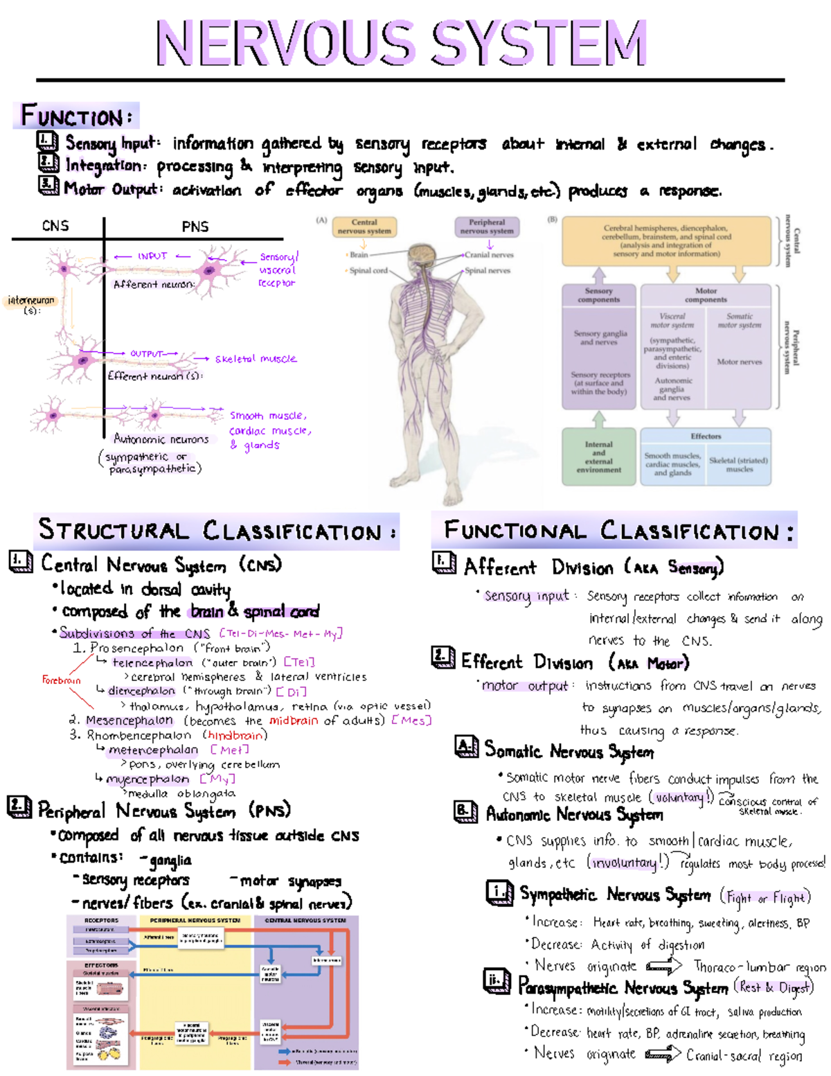 Nervous System (Anatomy and Physiology) MJP - NERVOUS SYSTEMNERVOUS ...
