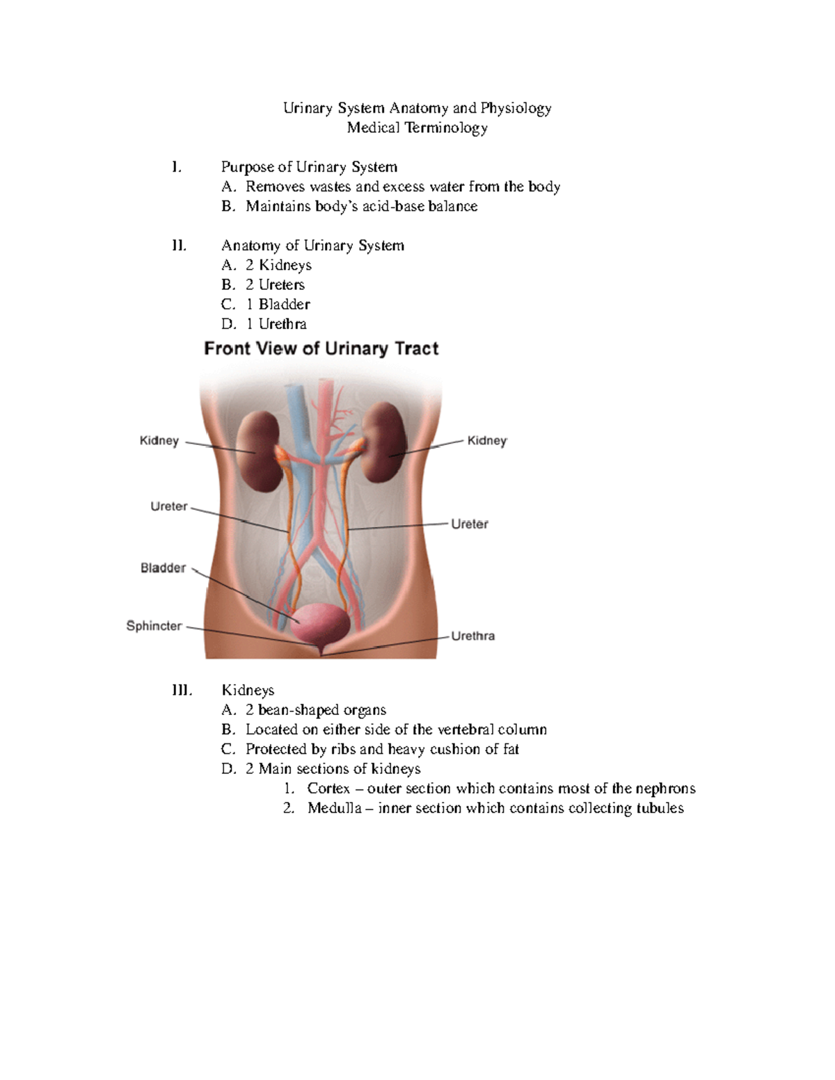 Urinary system notes - Urinary System Anatomy and Physiology Medical ...