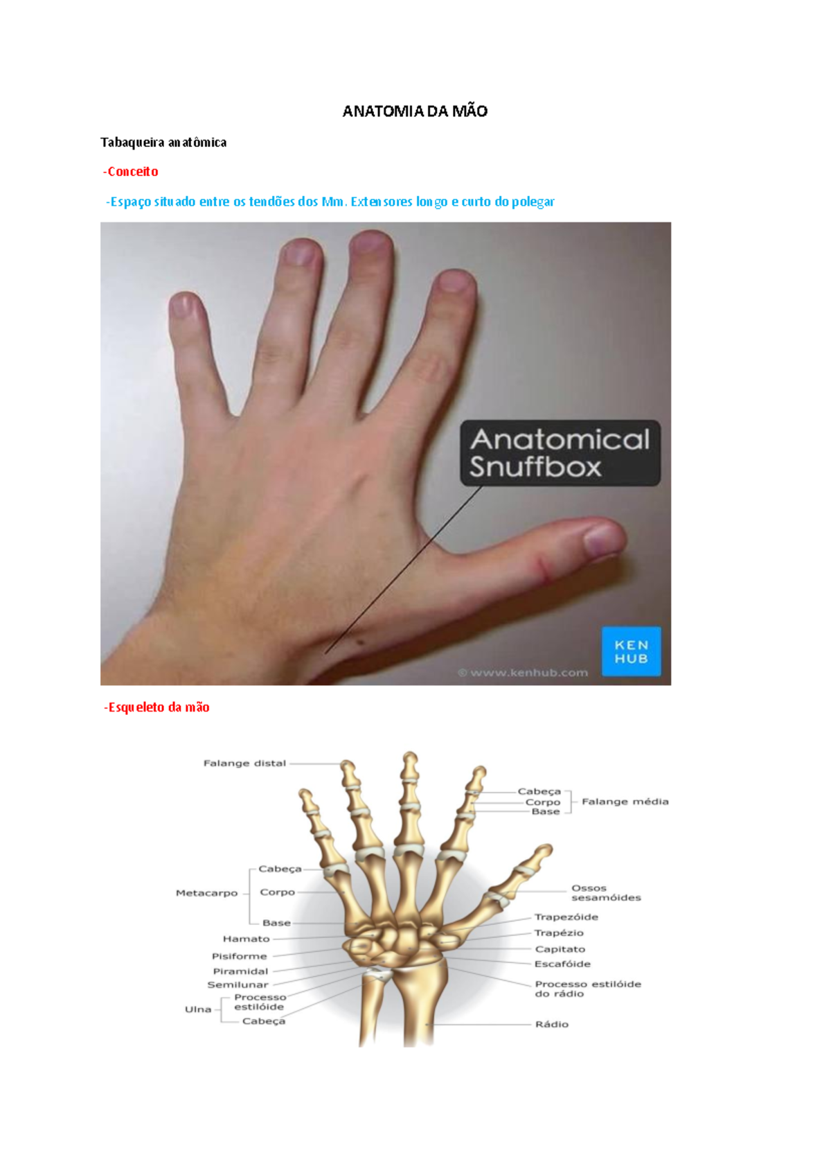 Anatomia DA M O Resumo Anat mico Sobre Estruturas Da M o ANATOMIA 