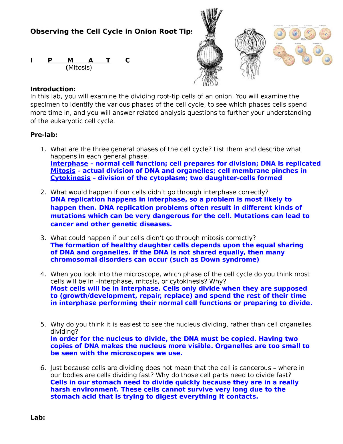 Cell cycle in onion roots lab key - Observing the Cell Cycle in In Onion Cell Mitosis Worksheet Answers