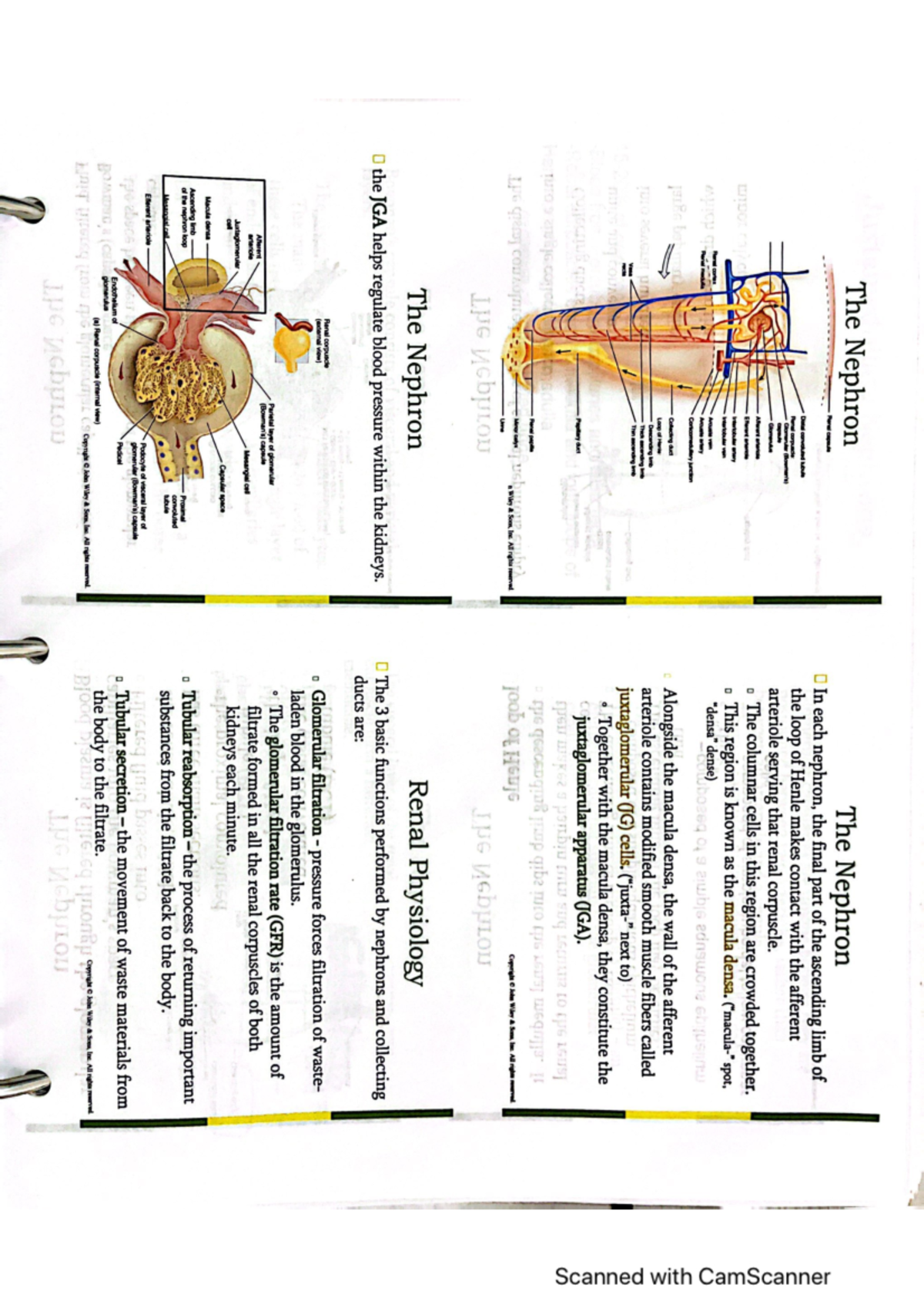 Anatomy Chapter 26 Second Part - BIOL 142 - Studocu