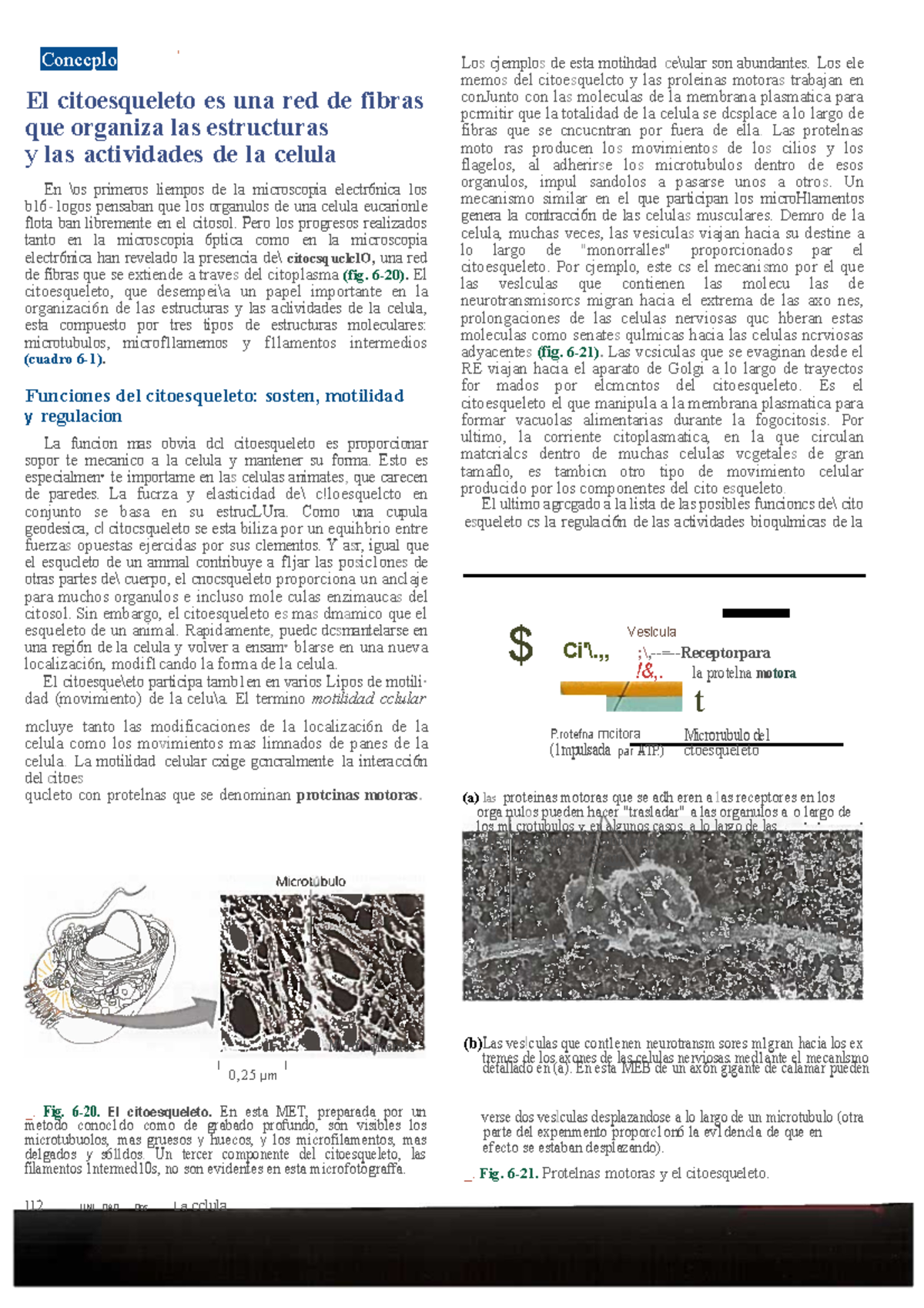 Lectura 1 Sem12 - Conccplo ' El Citoesqueleto Es Una Red De Fibras Que ...