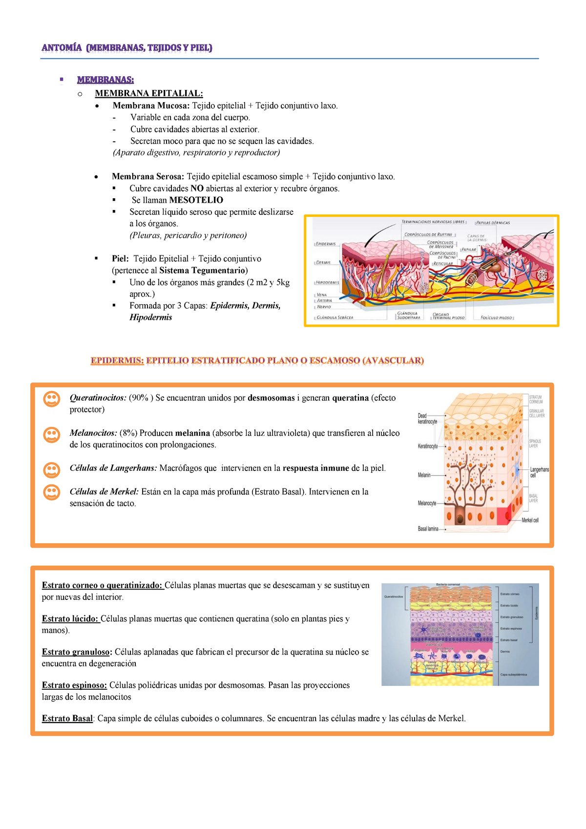 Histologia Humana - Warning: TT: Undefined Function: 32 O MEMBRANA ...