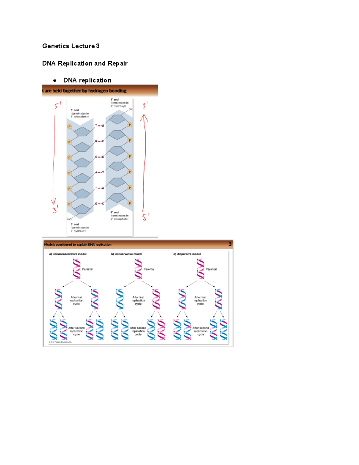 Lecture 3 DNA Replication and Repair 3’ exonuclease activity removes