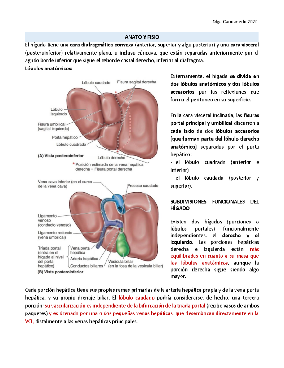Resumen P1 Gastro osc - ANATO Y FISIO El hÌgado tiene una cara diafragm ...