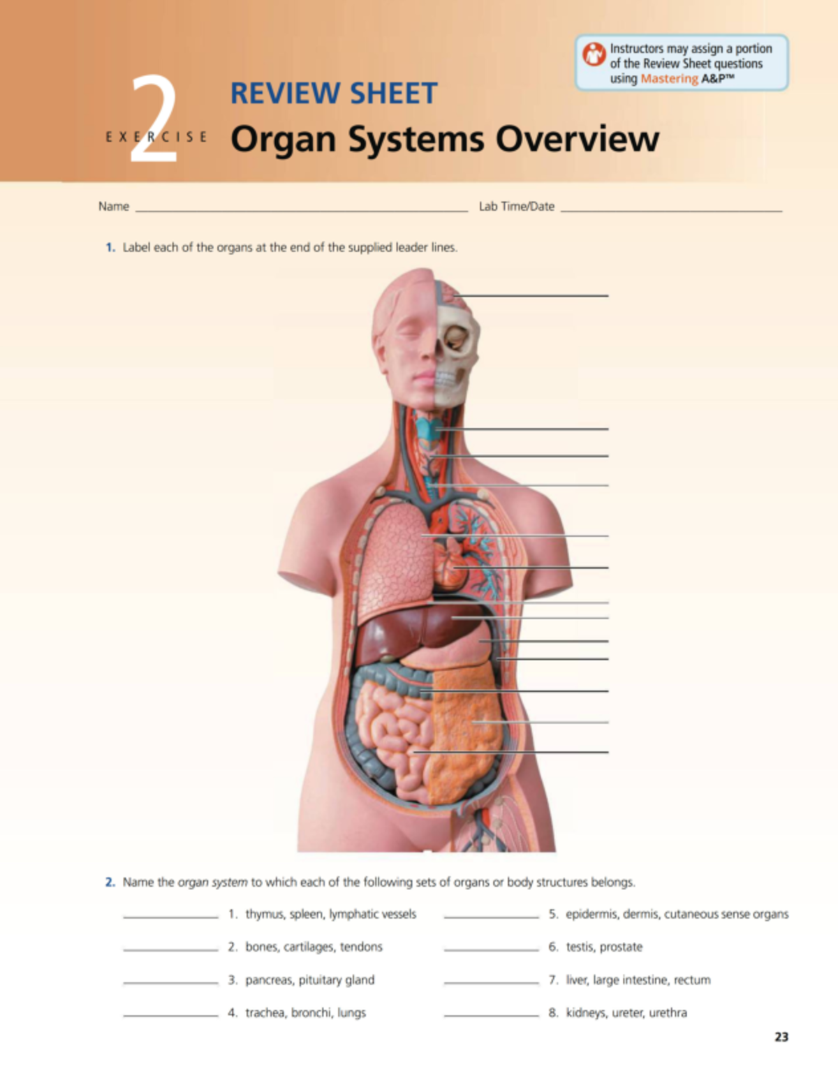 T Last Name Review Sheet 2 Organ Systems Overview - STAT 2480 - Studocu