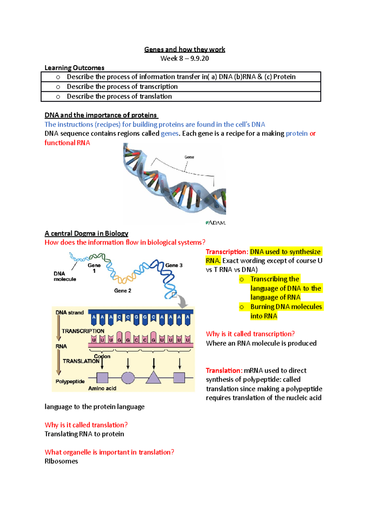 Week 8 - Genes and how they work - Genes and how they work Week 8 – 9 ...