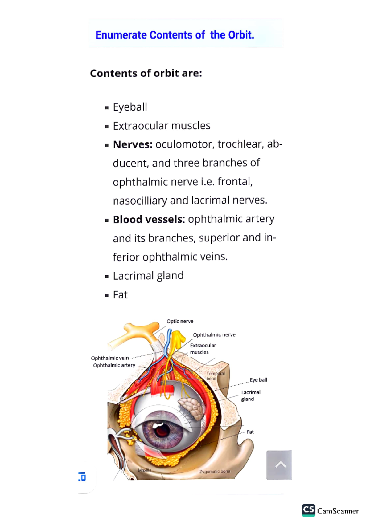 Eye muscles - Muscle of eye in simple words - Enumerate Contents of the ...