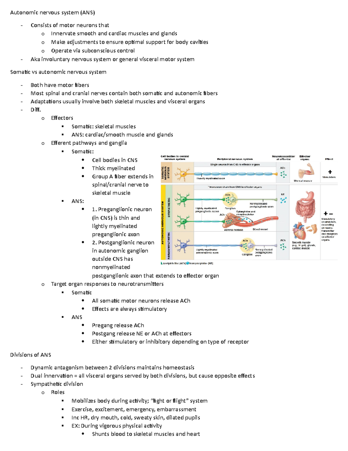 Chapter 14 - ANS - Autonomic nervous system (ANS) Consists of motor ...