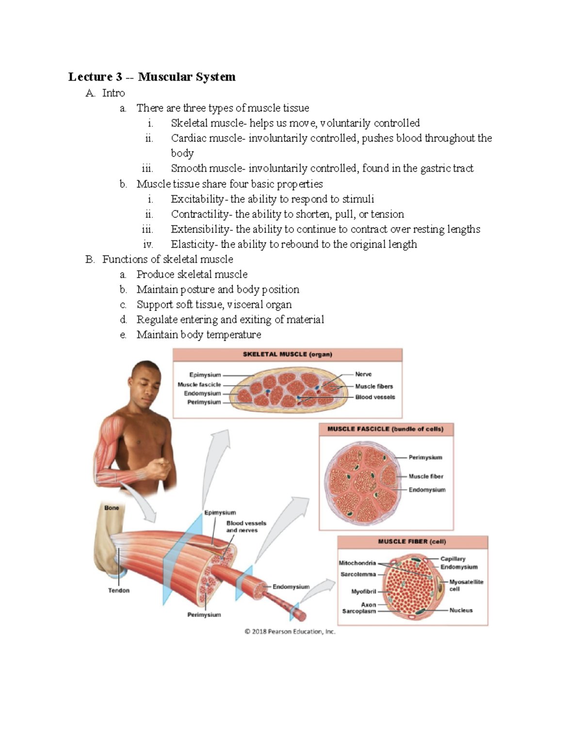 case study #3 muscular system