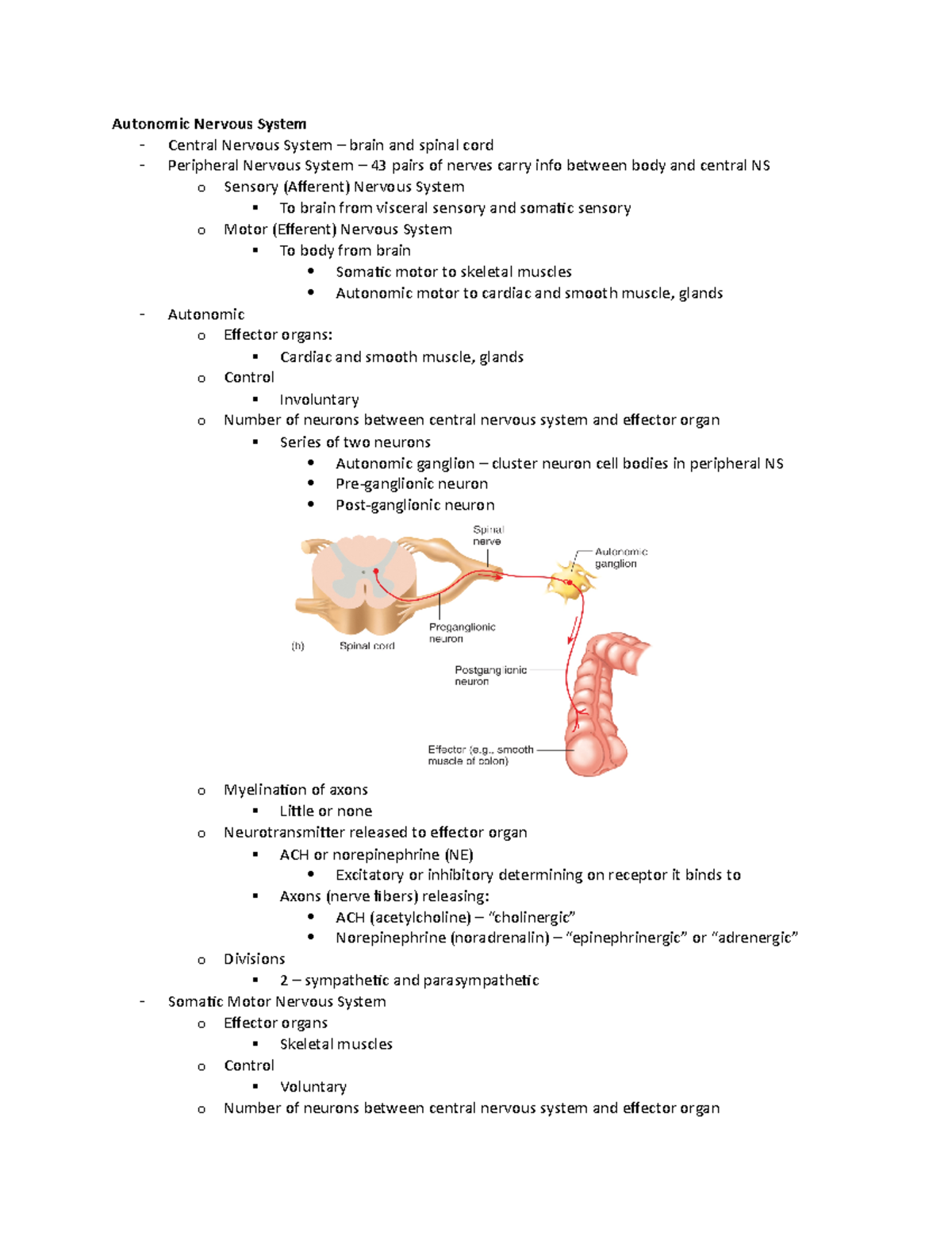 Autonomic Nervous System - – Arteries to digestive organs (blood supply ...