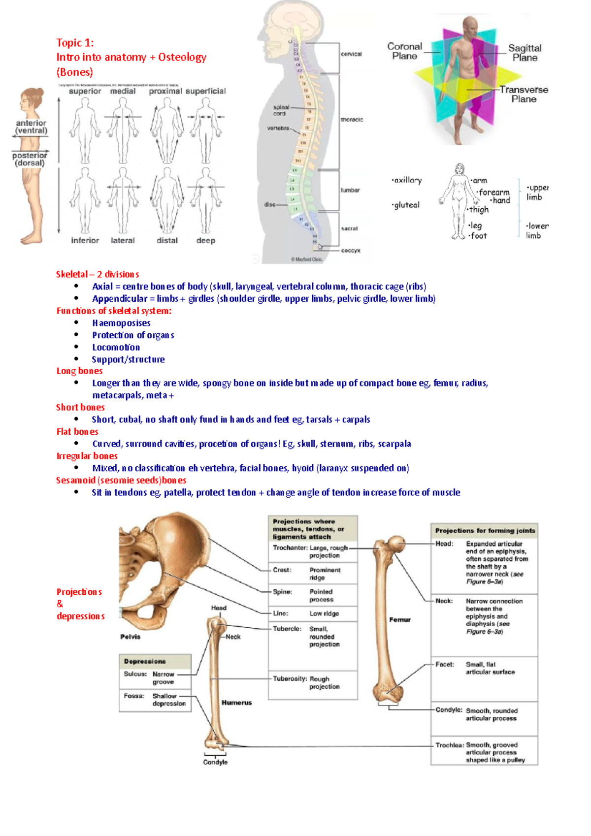 102 Midsem Notes - Topic 1: Intro Into Anatomy + Osteology (Bones ...