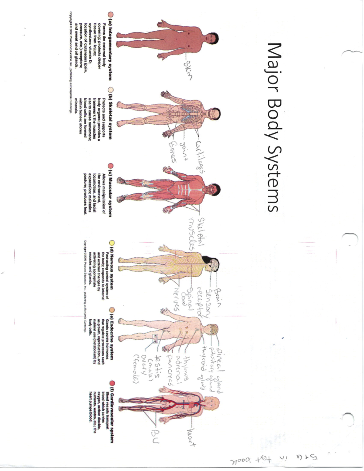 this subdivision of anatomy studies individual systems of the body