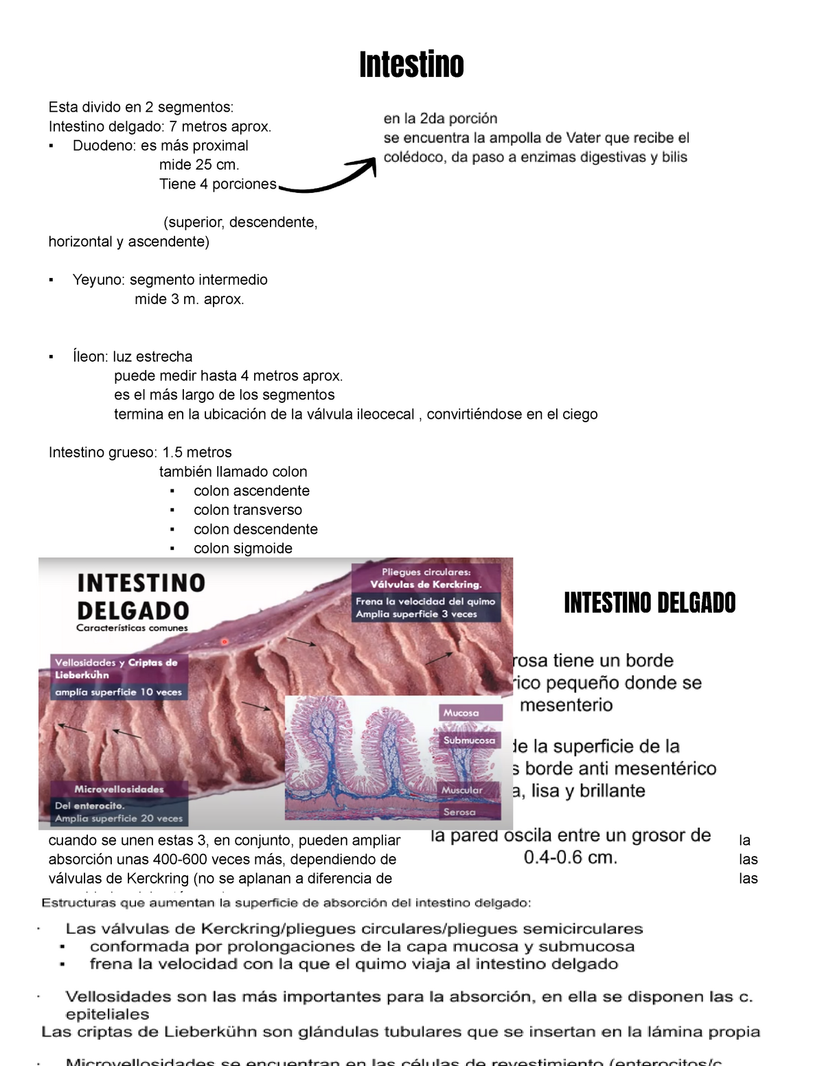 ampolla de vater histología