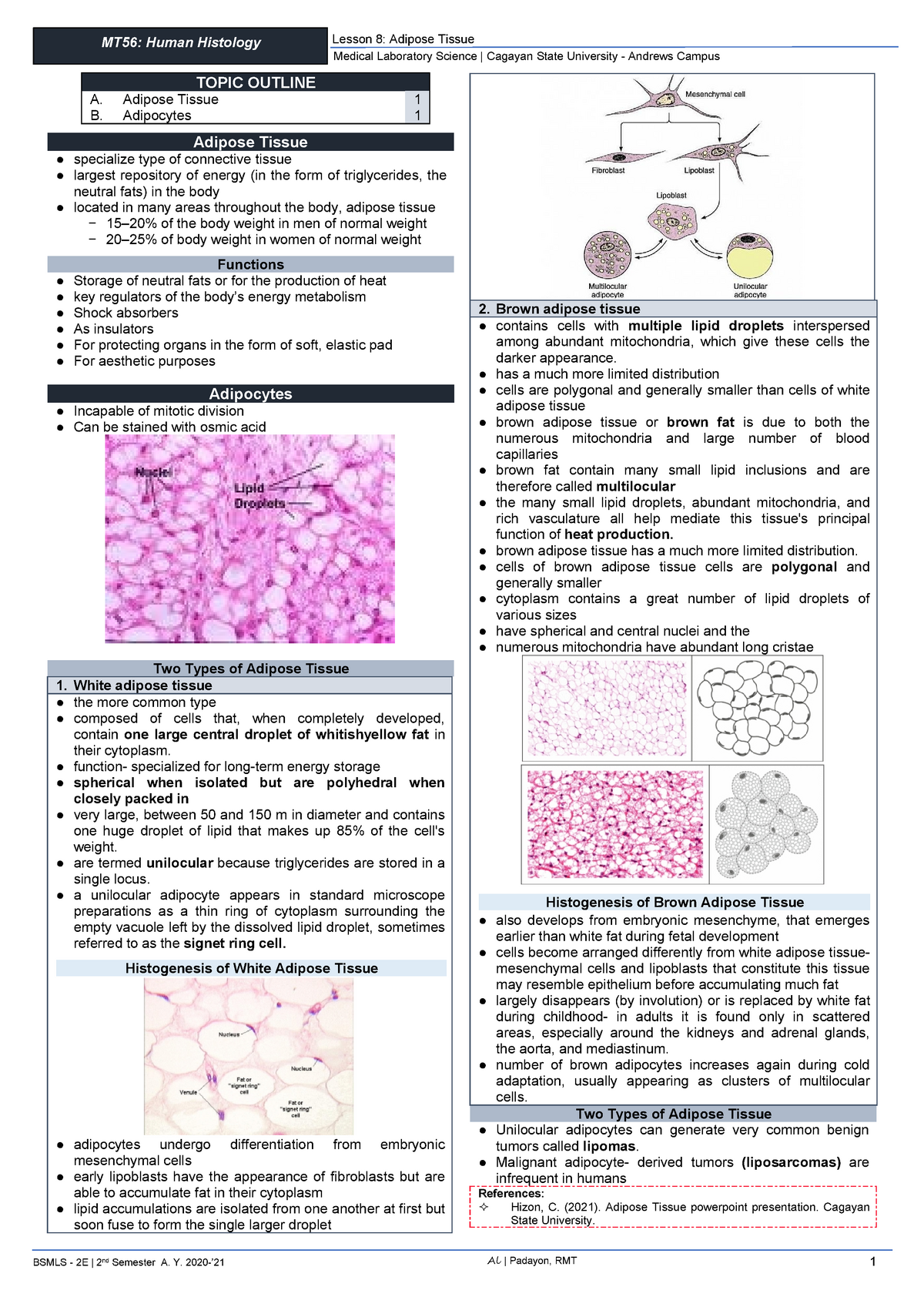 Human Histology Chapter 8 - Adipose Tissue - MT56: Human Histology ...