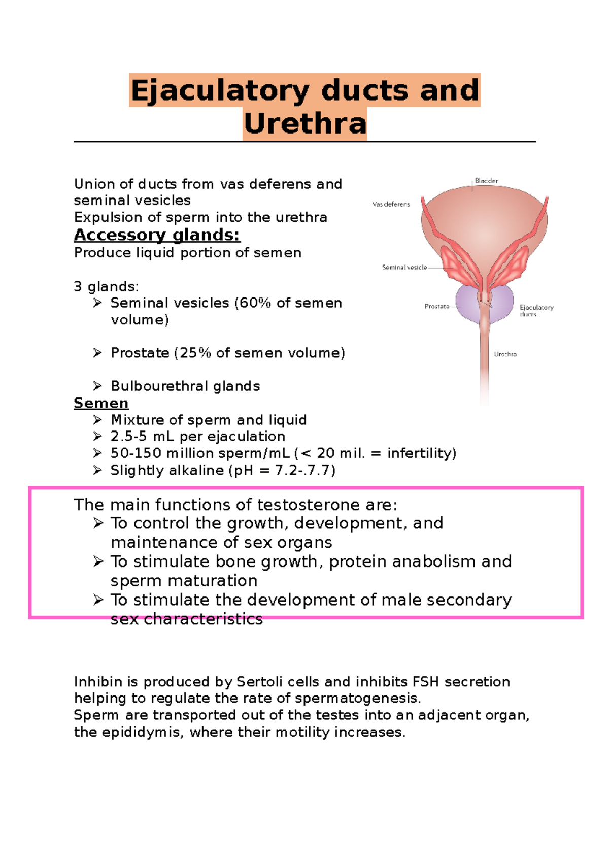 ejaculatory-ducts-and-urethra-ejaculatory-ducts-and-urethra-union-of