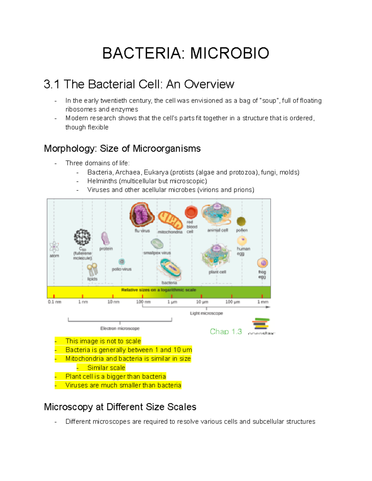 Bacteria Maryam's notes - BACTERIA: MICROBIO 3 The Bacterial Cell: An ...