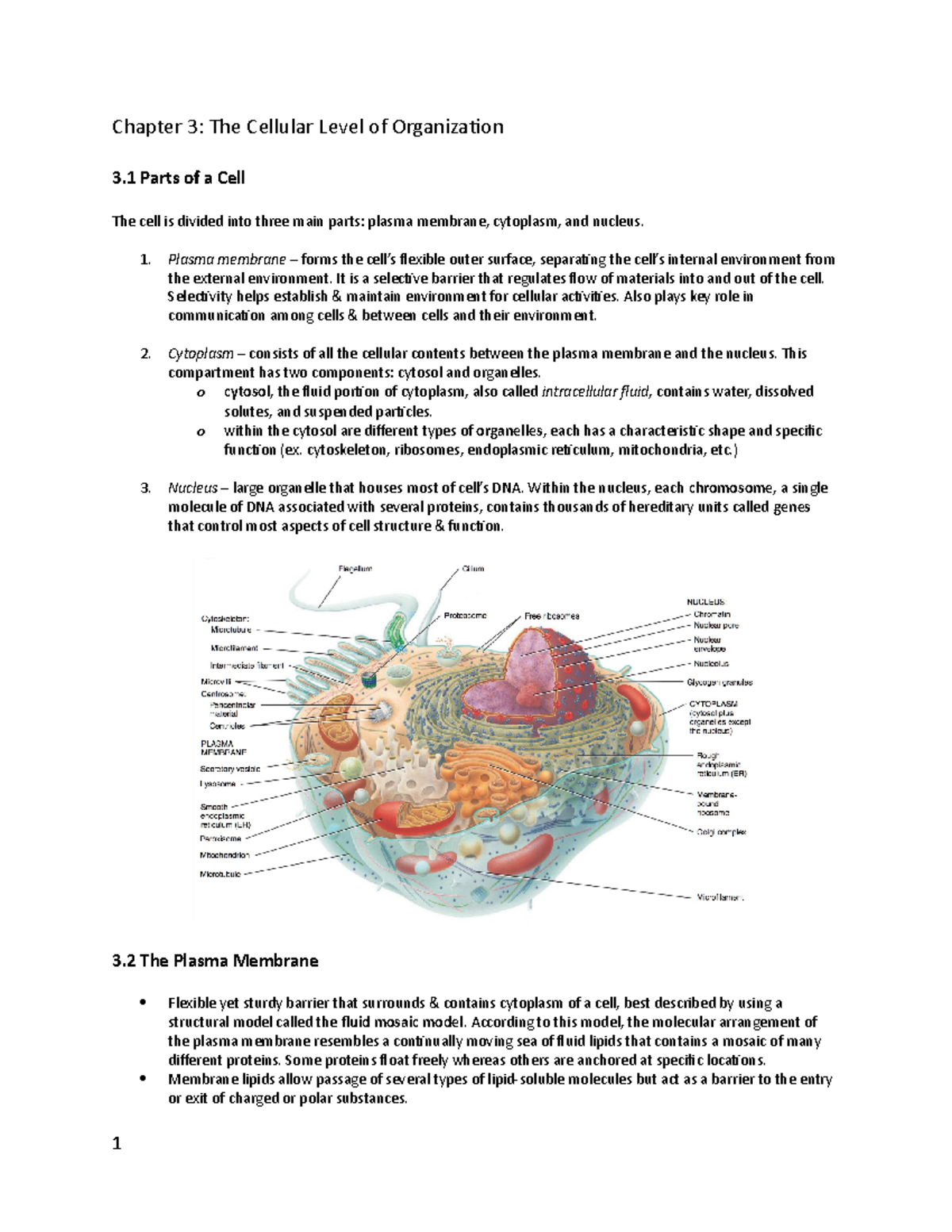 BIOL 235 Chapter 3 Notes - Chapter 3: The Cellular Level Of ...