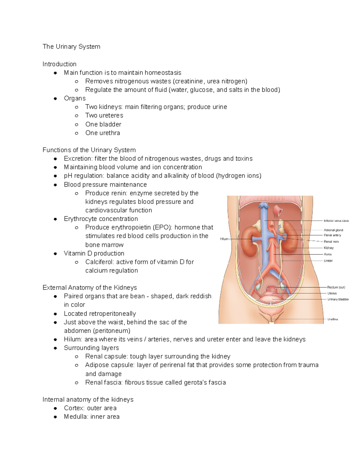 Chapter 18 - The Urinary System Introduction Main function is to ...