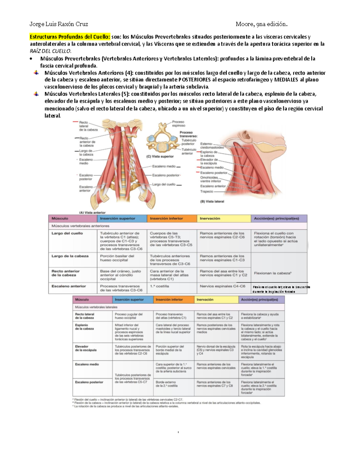 Cuello 2 - Estructuras Profundas del Cuello: son: los Músculos ...