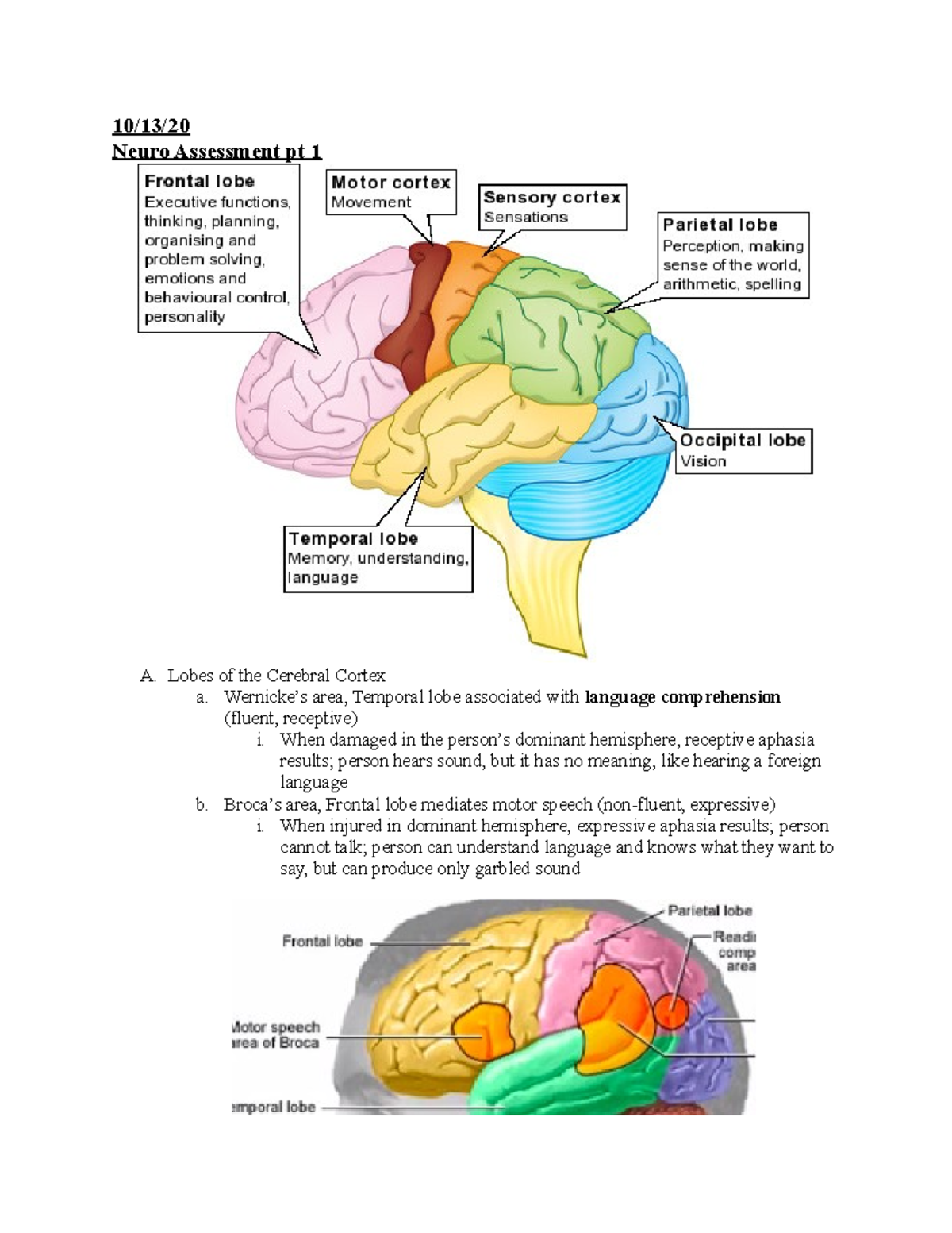 HA Unit 3 Notes - Emily Griffin - 10/13/ Neuro Assessment pt 1 A. Lobes ...