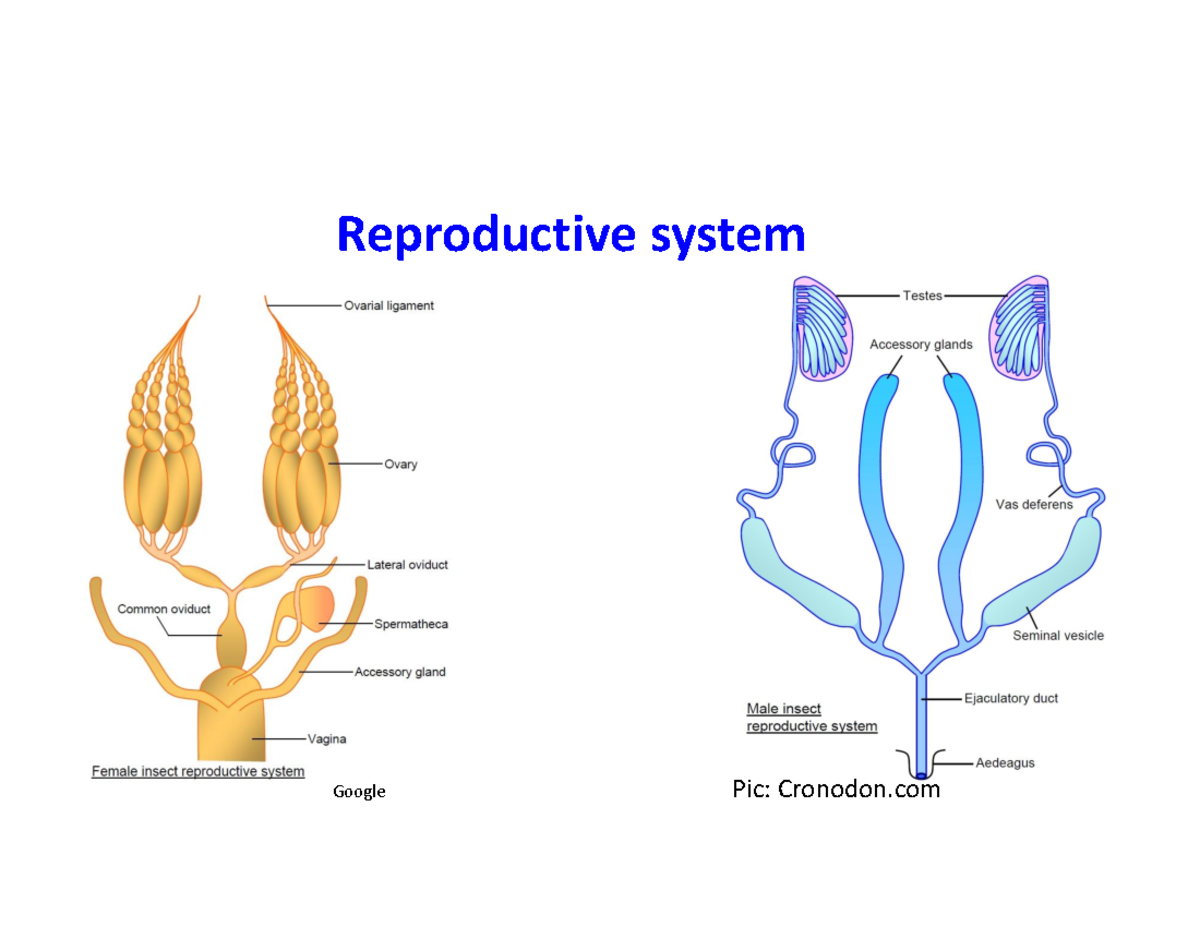 Male and Female Reproduction organs - Reproductive system Testes ...